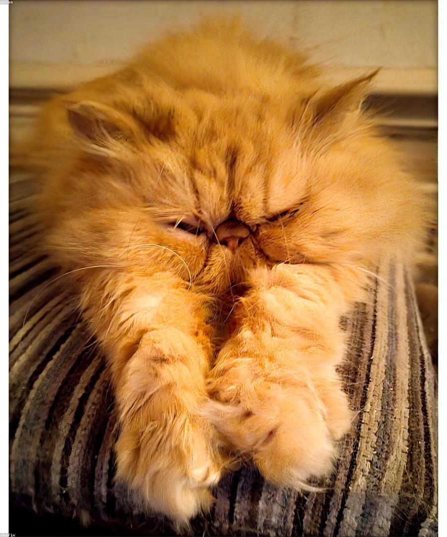 Misha, a Silver Shaded Persian