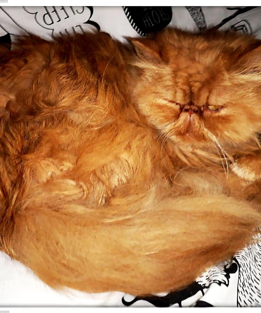 Noor, a Blue Cream Persian