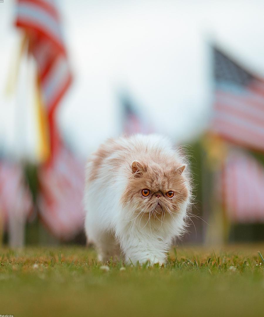 Simba, a Red Tabby Persian