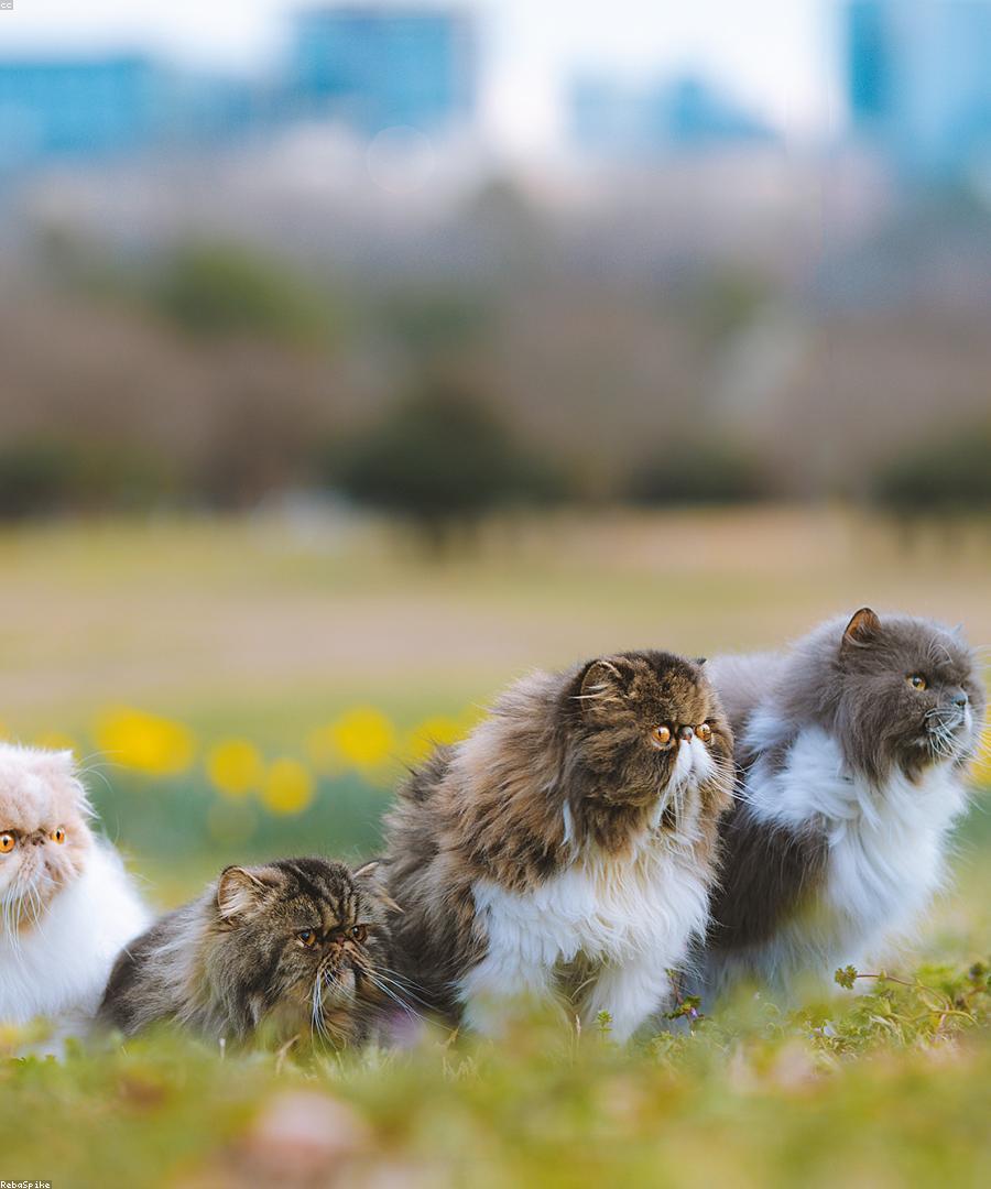 Raja, a Blue Persian